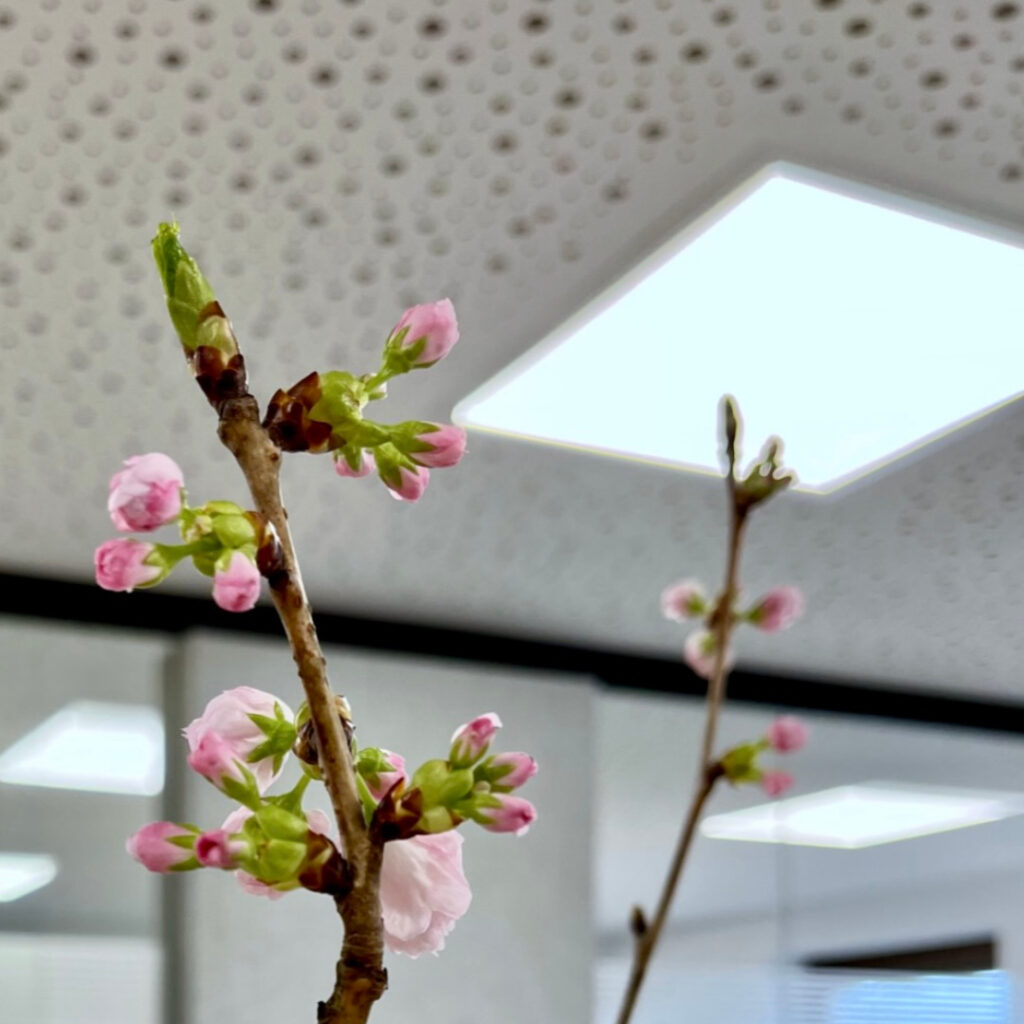 Blüten im Vorzimmer Bürgermeister im Rathaus Postbauer-Heng von roomarts